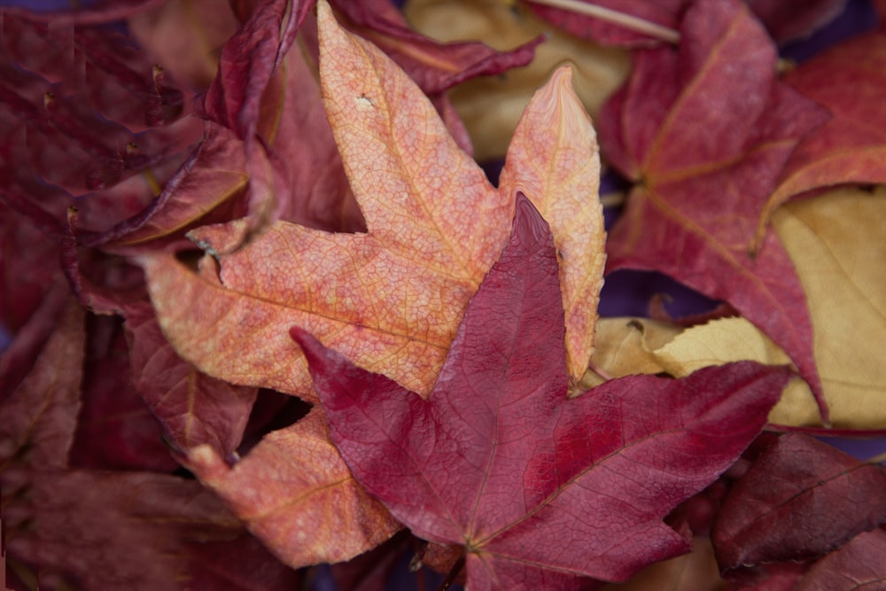 a bunch of leaves that are laying on the ground