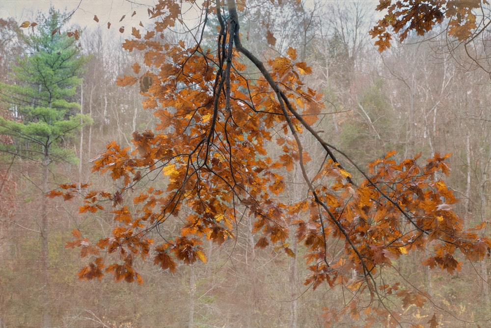 a tree with orange leaves in a forest