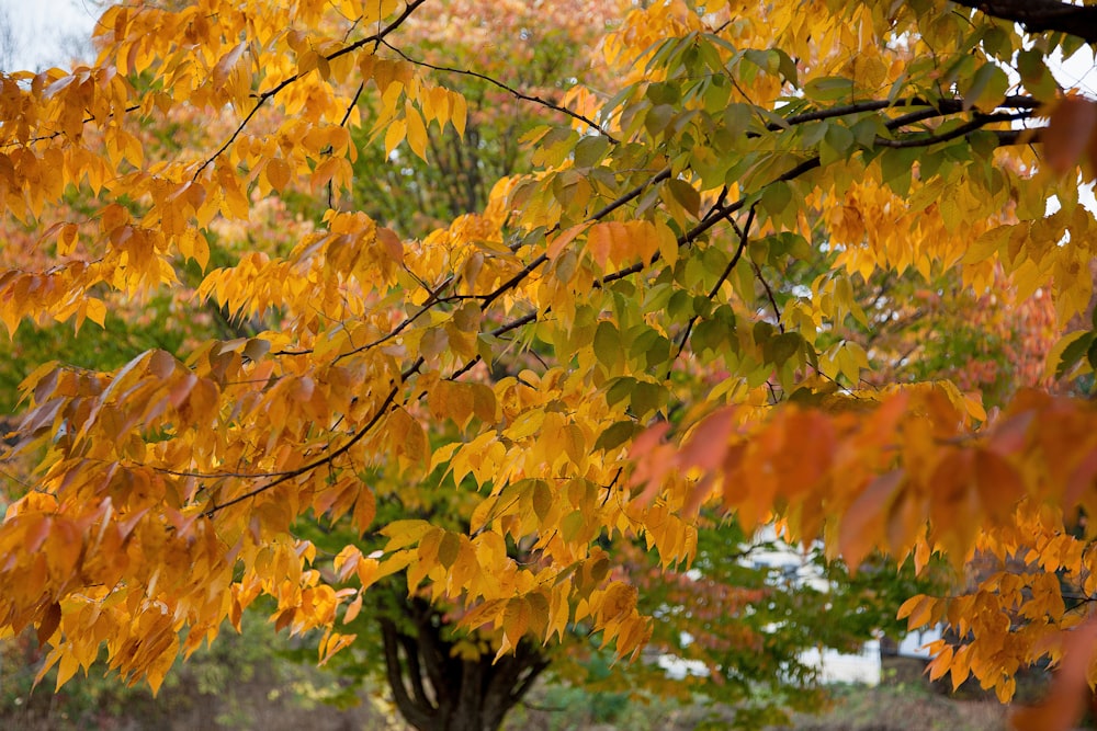 a tree with yellow leaves in the fall