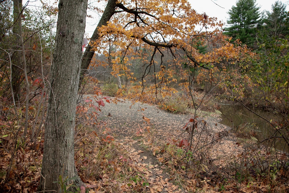 a path through a wooded area next to a river