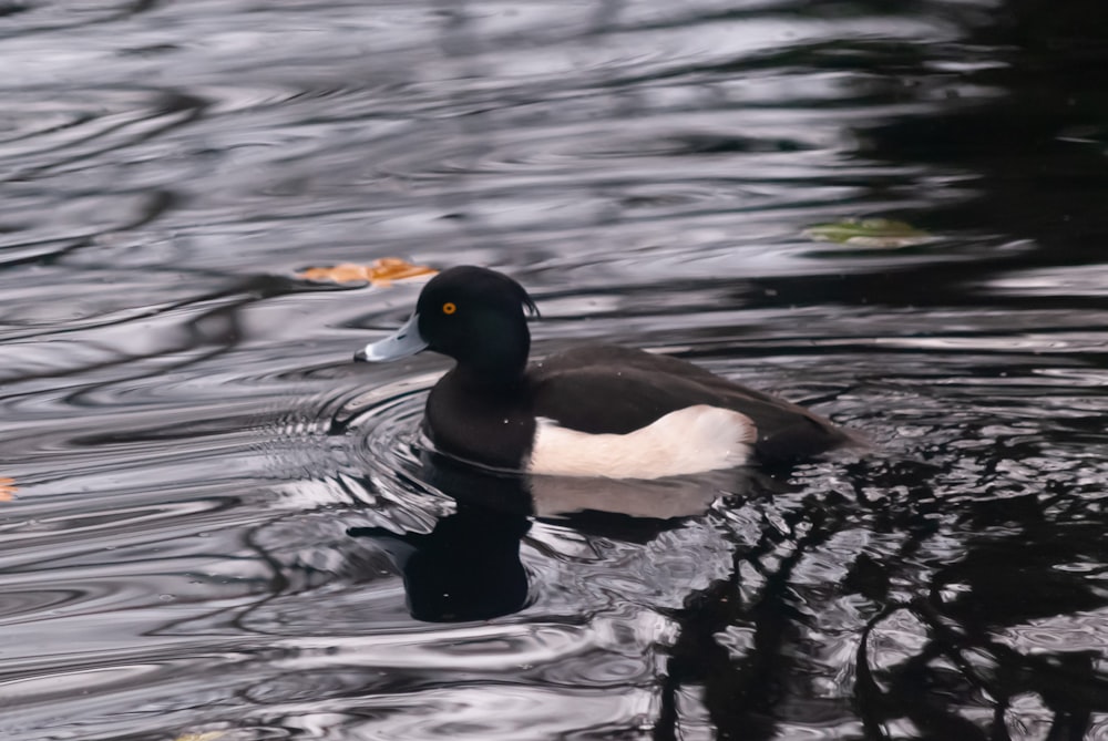 a duck floating on top of a body of water