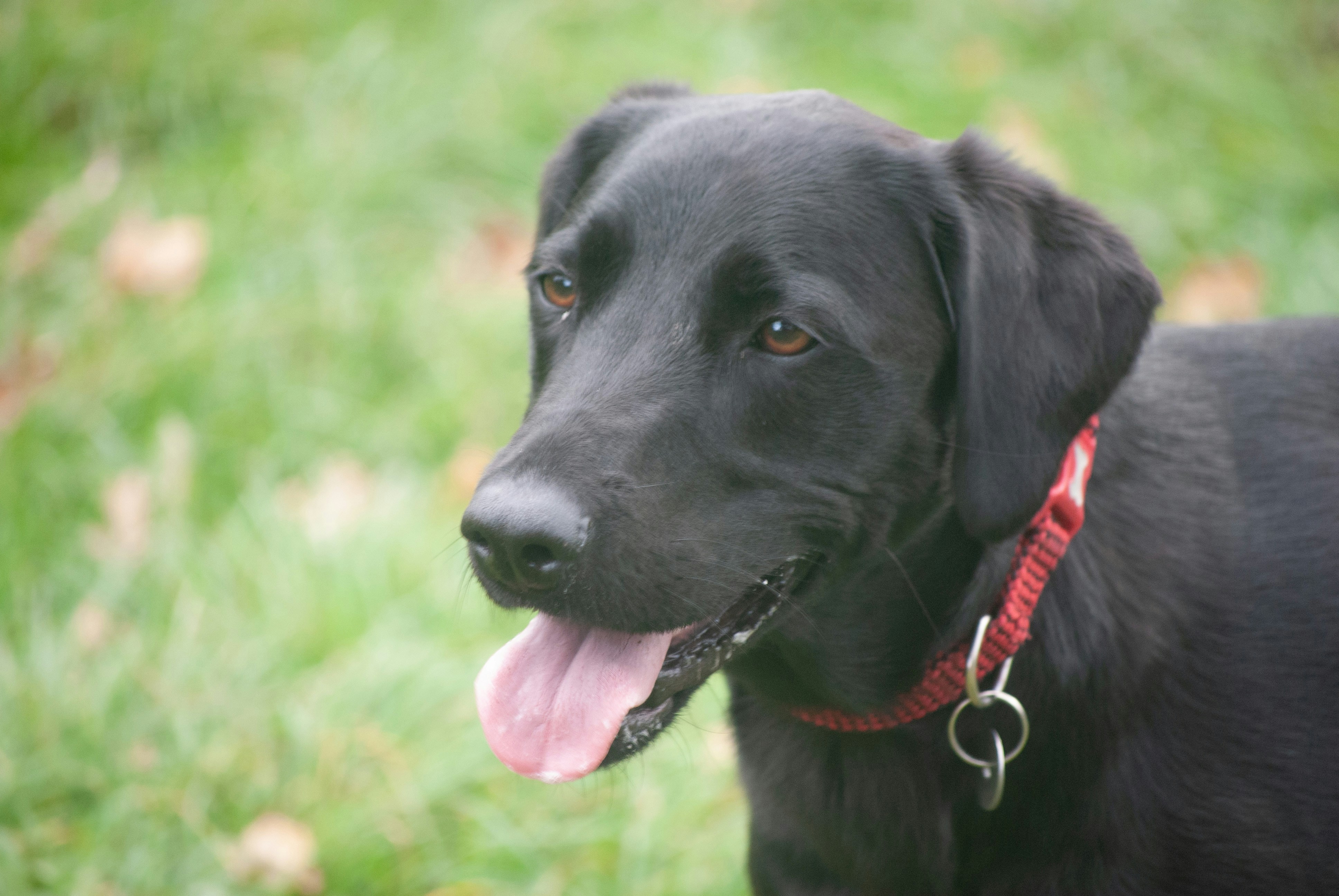 flat coated retriever