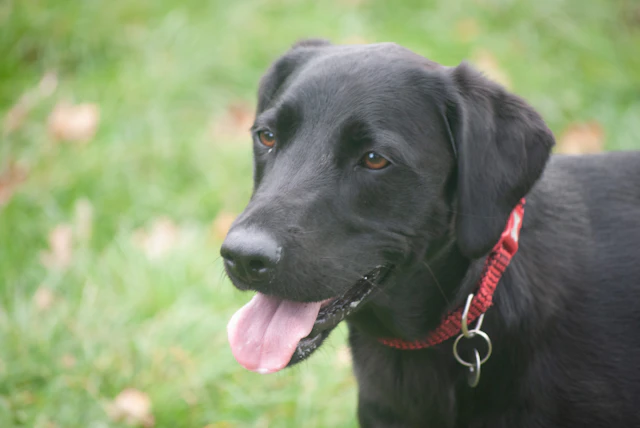 Flat-Coated Retriever