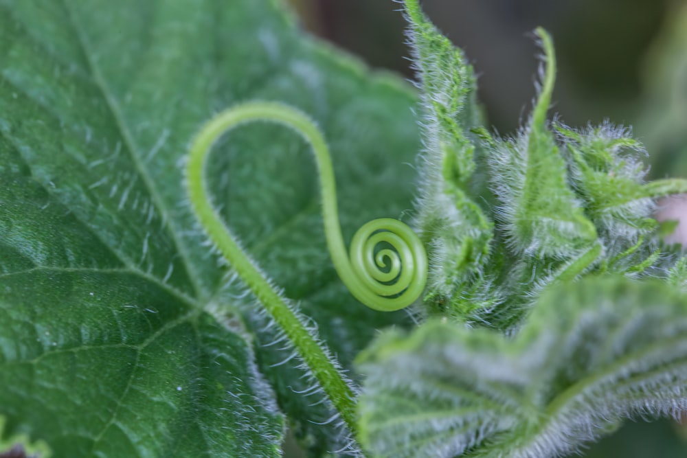 a close up of a green plant with a spiral design