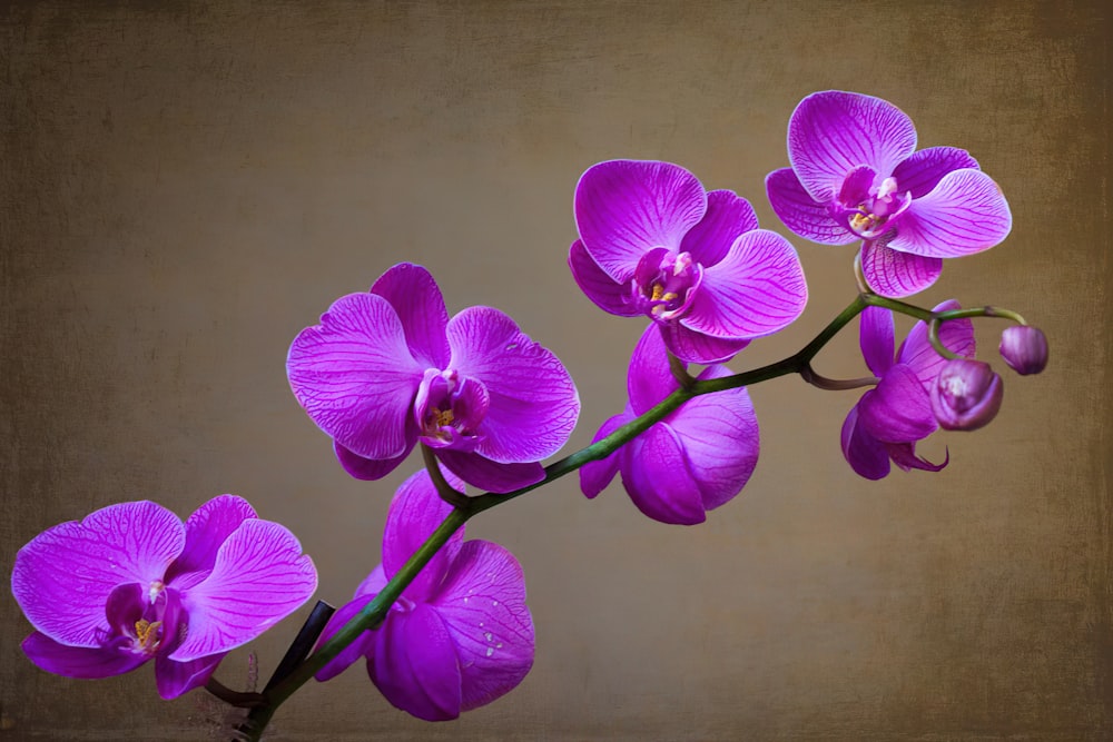 a branch of purple orchids in a vase