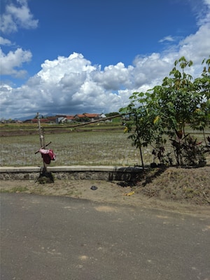 A rural landscape featuring a vast open field with young crops planted in rows. In the background, a line of small houses with red-tiled roofs is visible beneath a sky filled with thick, fluffy white clouds. A wooden post is standing alongside the road with a piece of pink fabric draped over it. A small tree with green leaves is to the right, and the road in the foreground is bordered by a low stone wall.