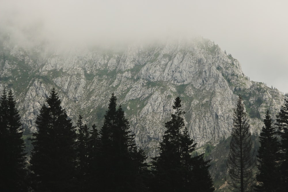 a mountain covered in fog with trees in the foreground