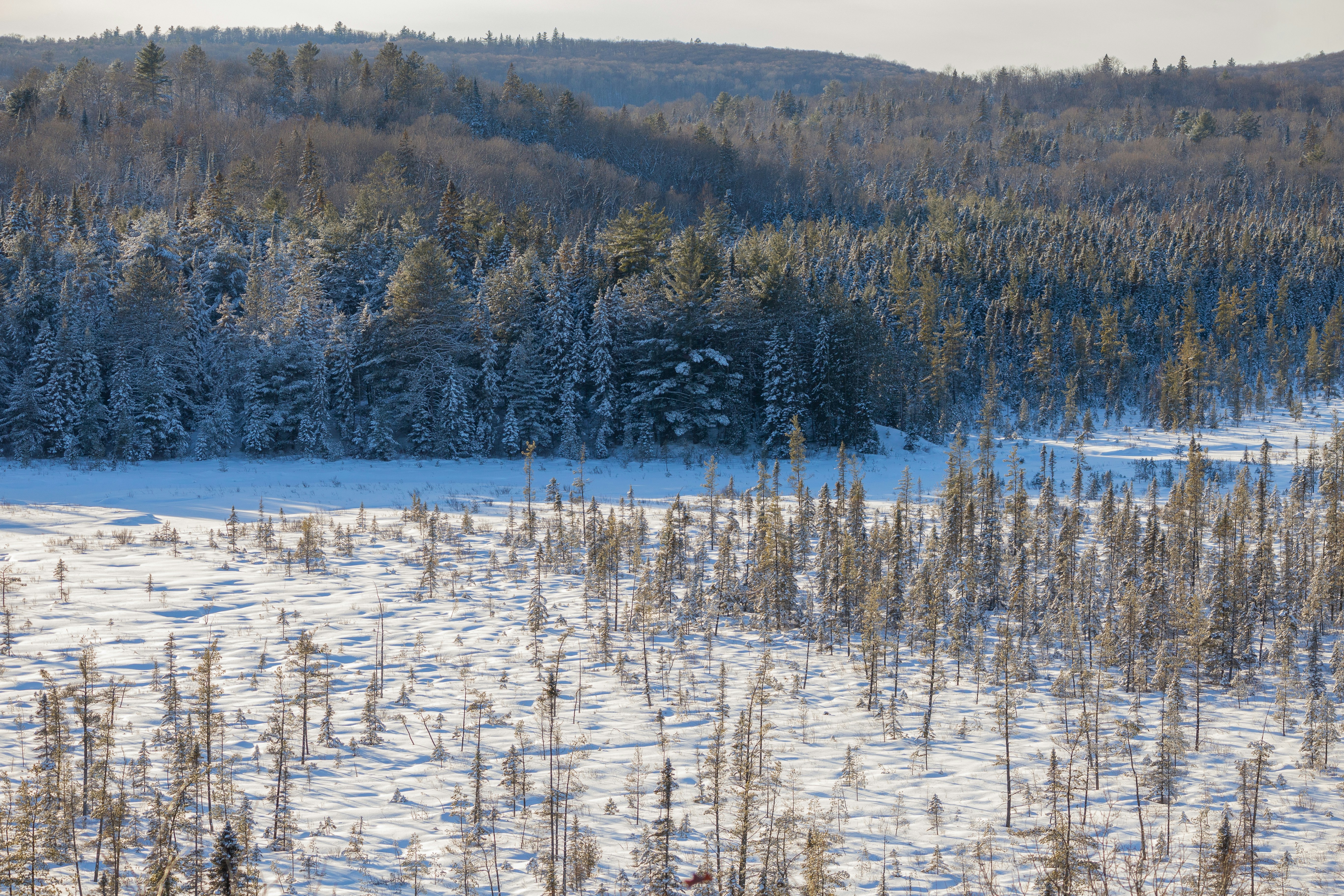 a snow covered field with trees in the background
