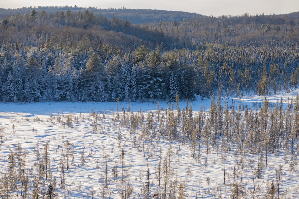 a snow covered field with trees in the background