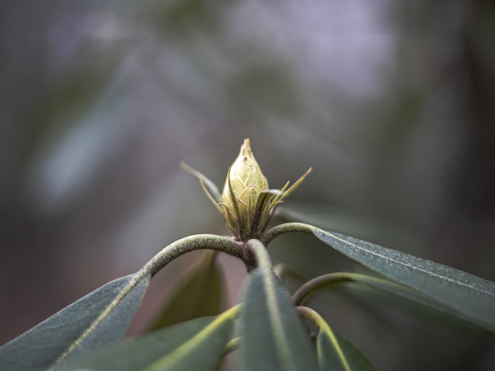 a close up of a flower on a plant