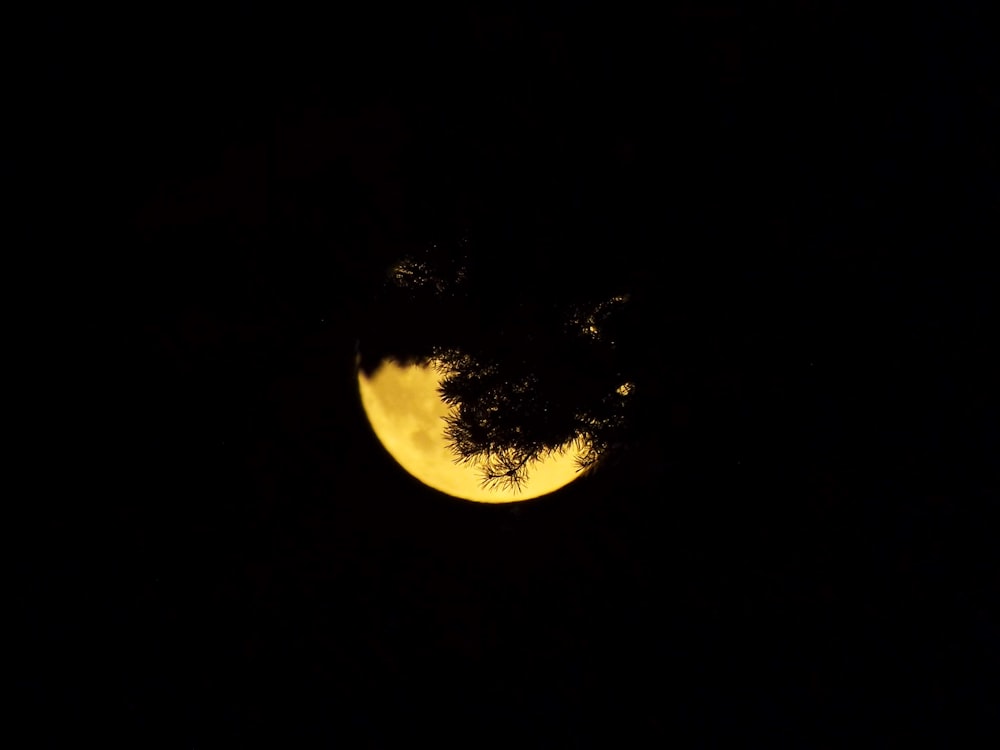 a full moon seen through the branches of a tree