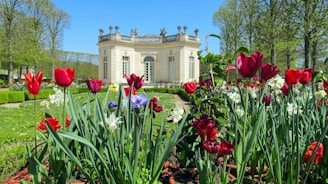 Petit Trianon Versailles a bunch of flowers that are in the grass