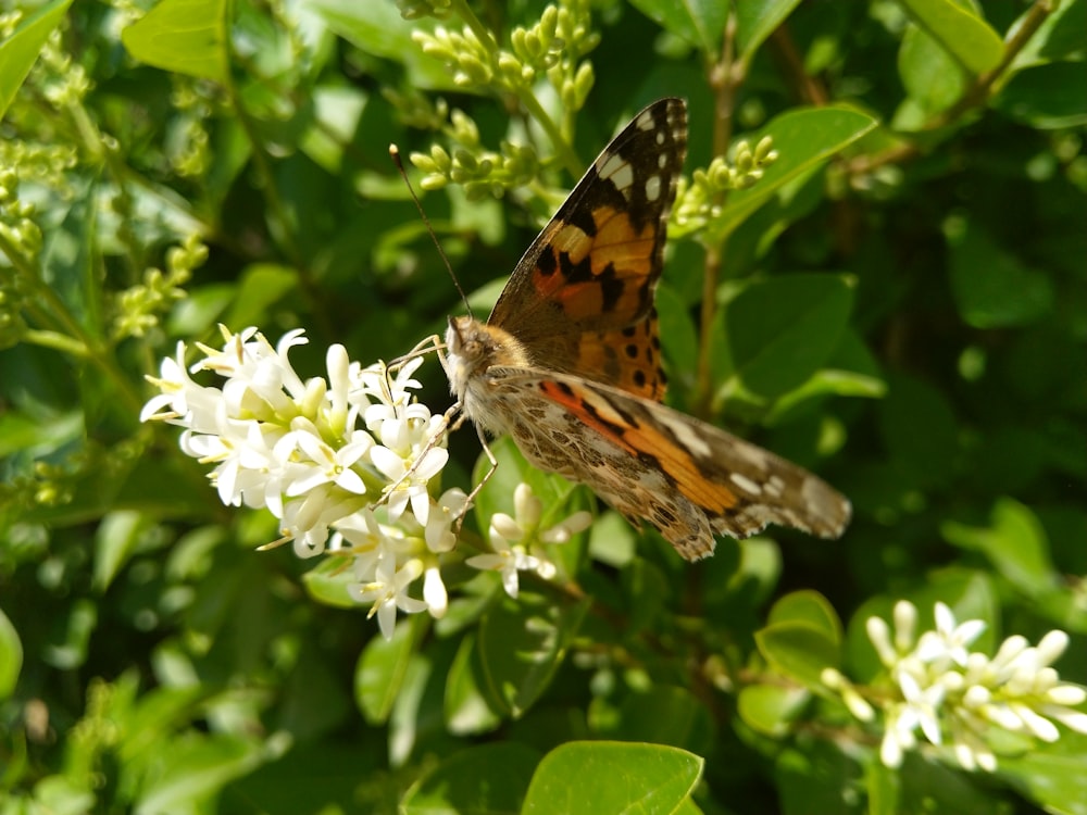 흰 꽃 위에 앉아 있는 갈색과 주황색 나비