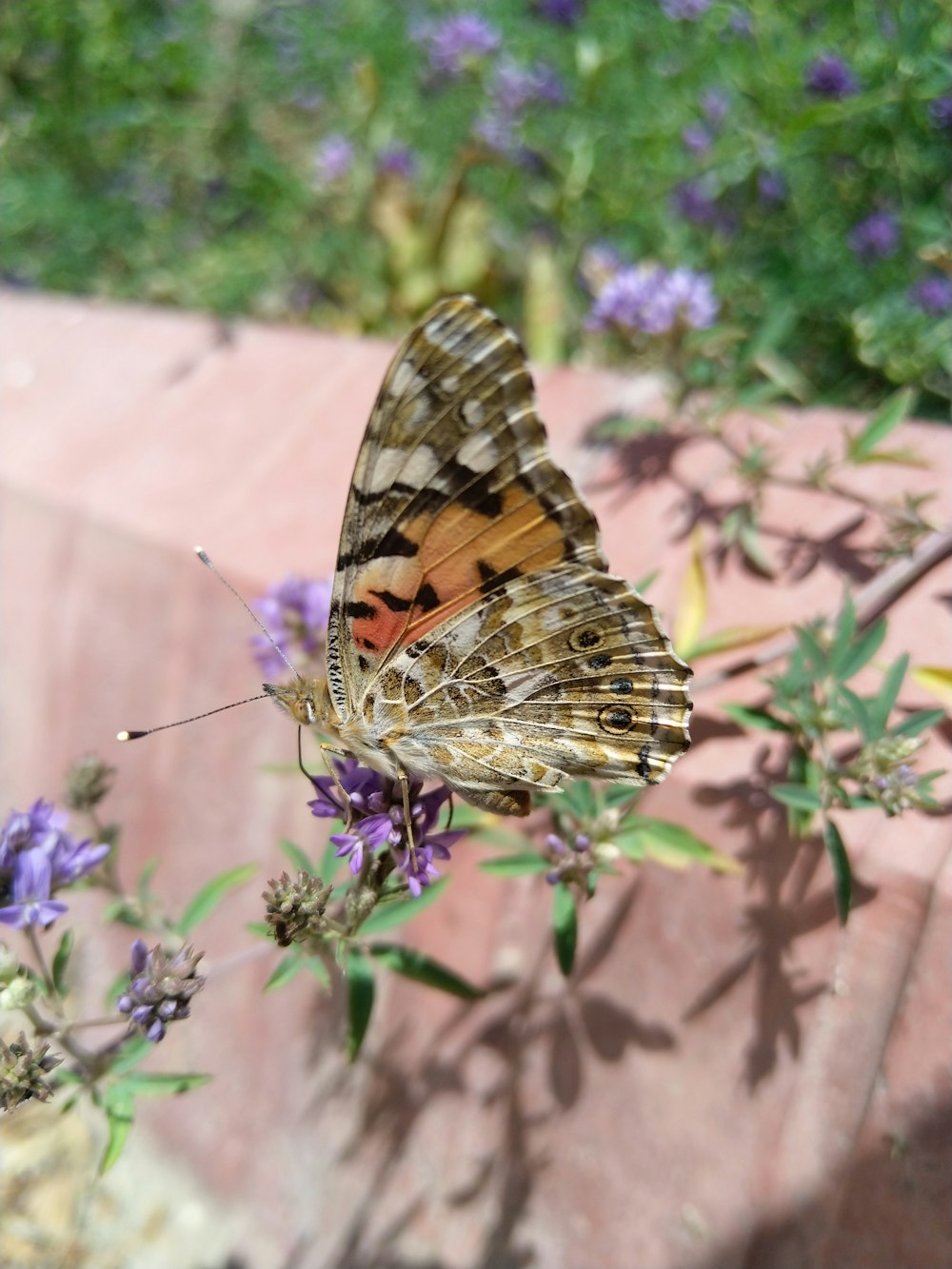 Un papillon assis au sommet d’une fleur violette