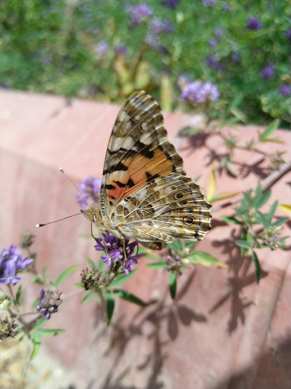 Ein Schmetterling sitzt auf einer lila Blume