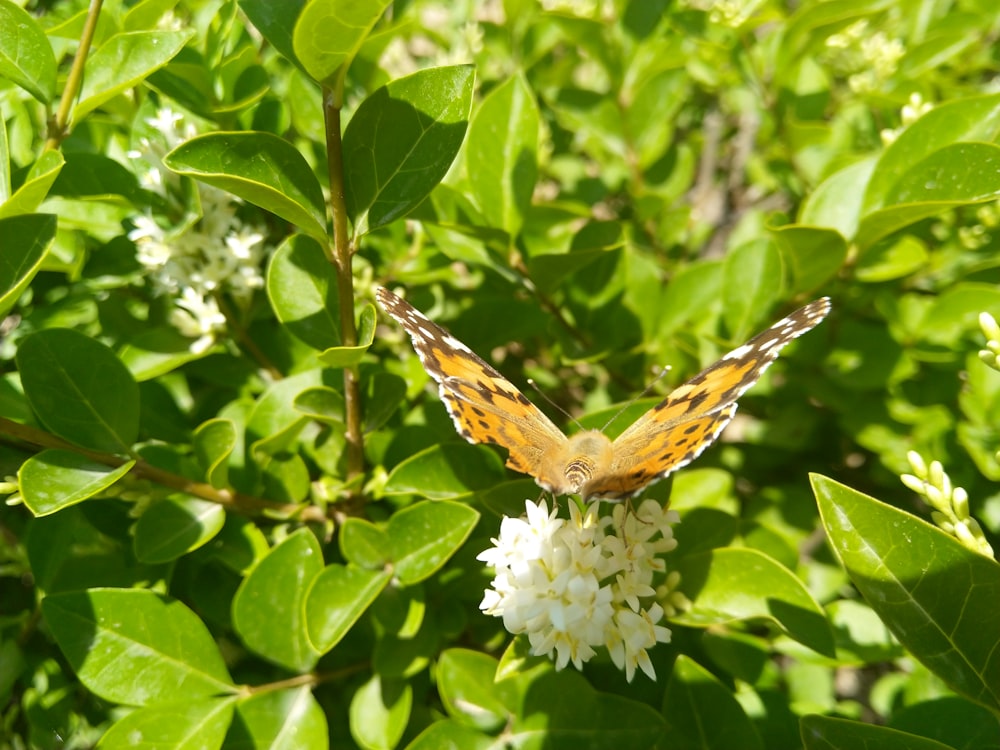 a butterfly sitting on top of a white flower