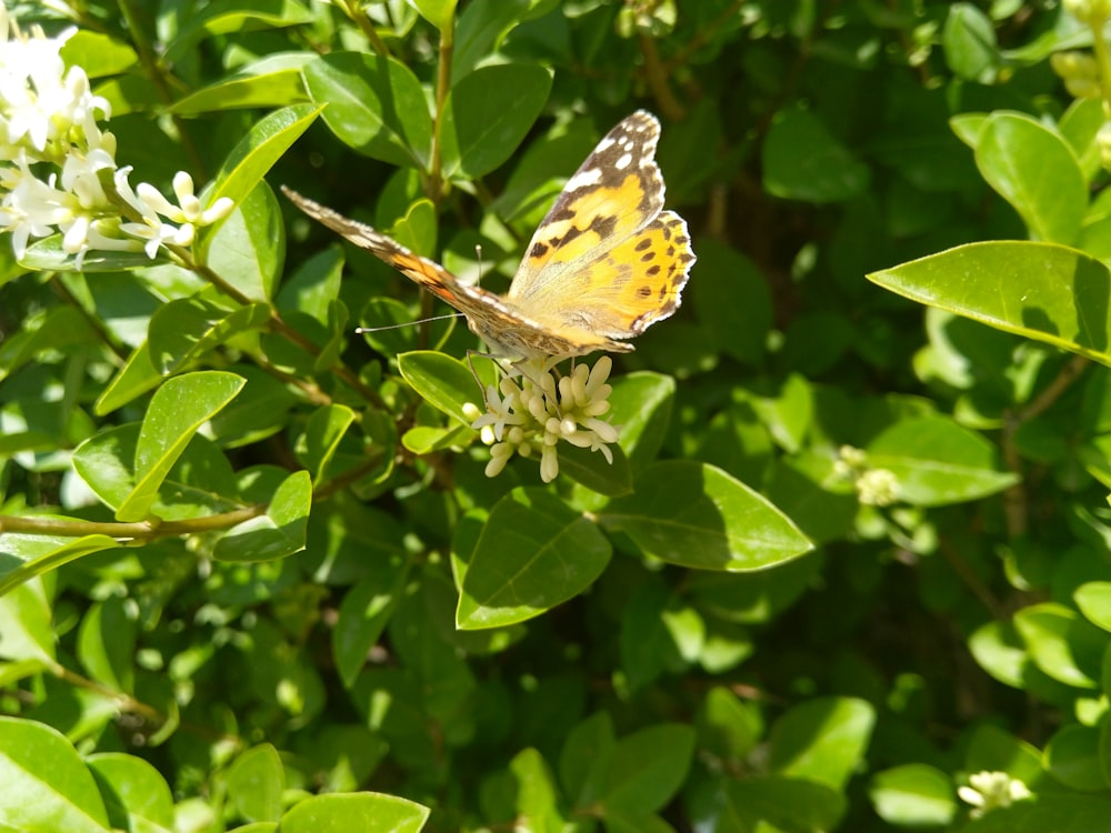 a butterfly sitting on top of a green leaf filled tree