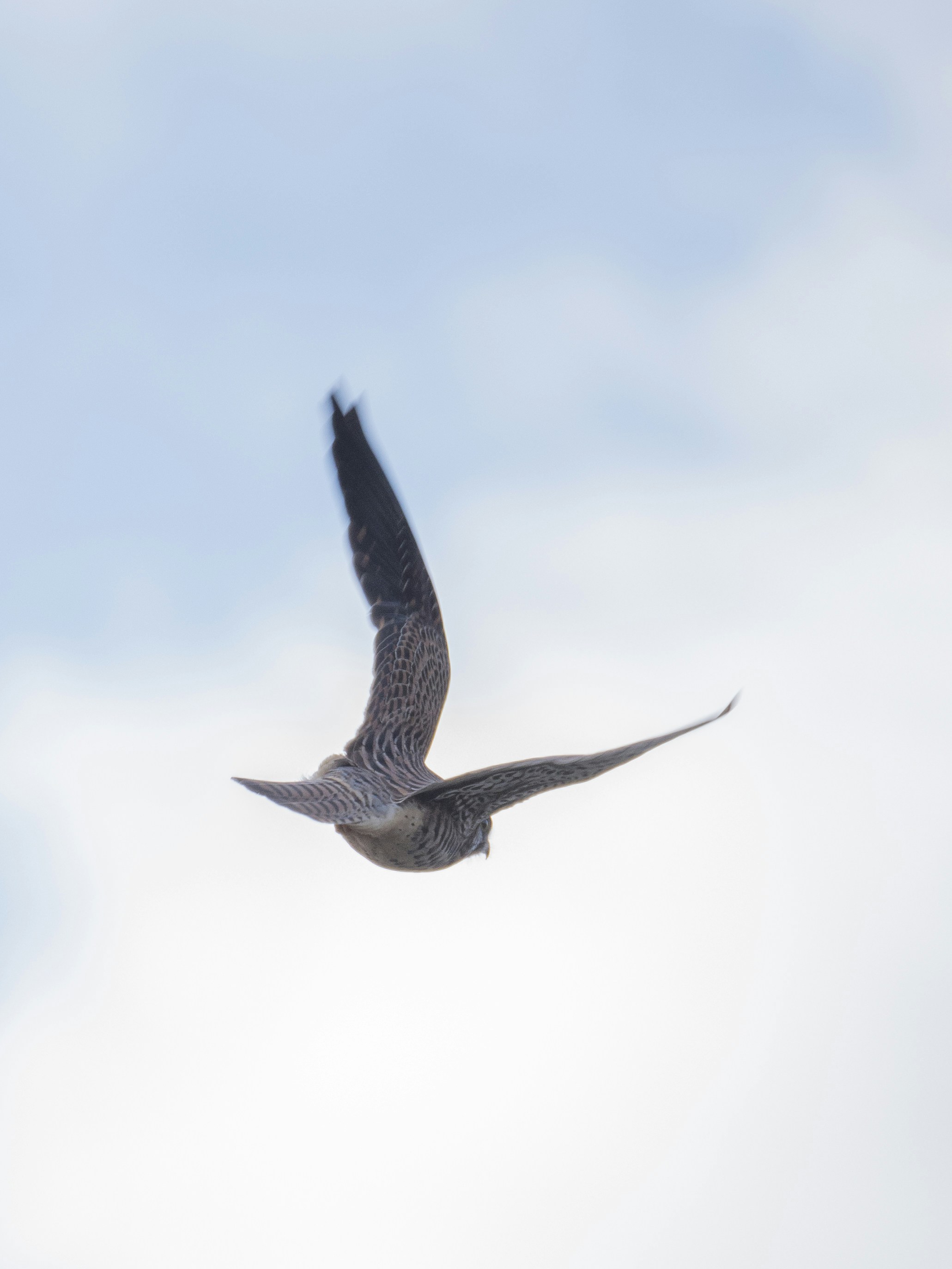 Photo by floriandormann