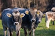 a herd of cattle standing on top of a lush green field