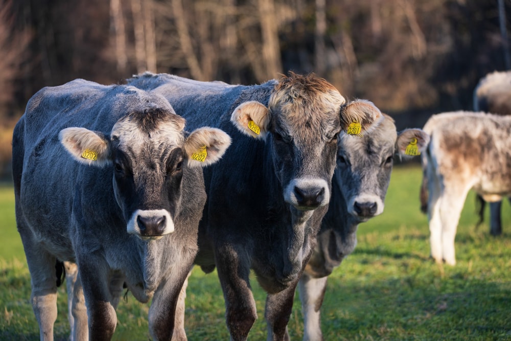 a herd of cattle standing on top of a lush green field