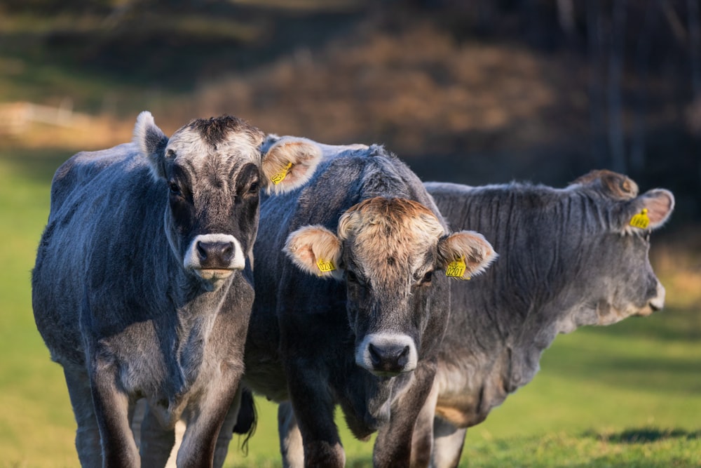 a couple of cows that are standing in the grass