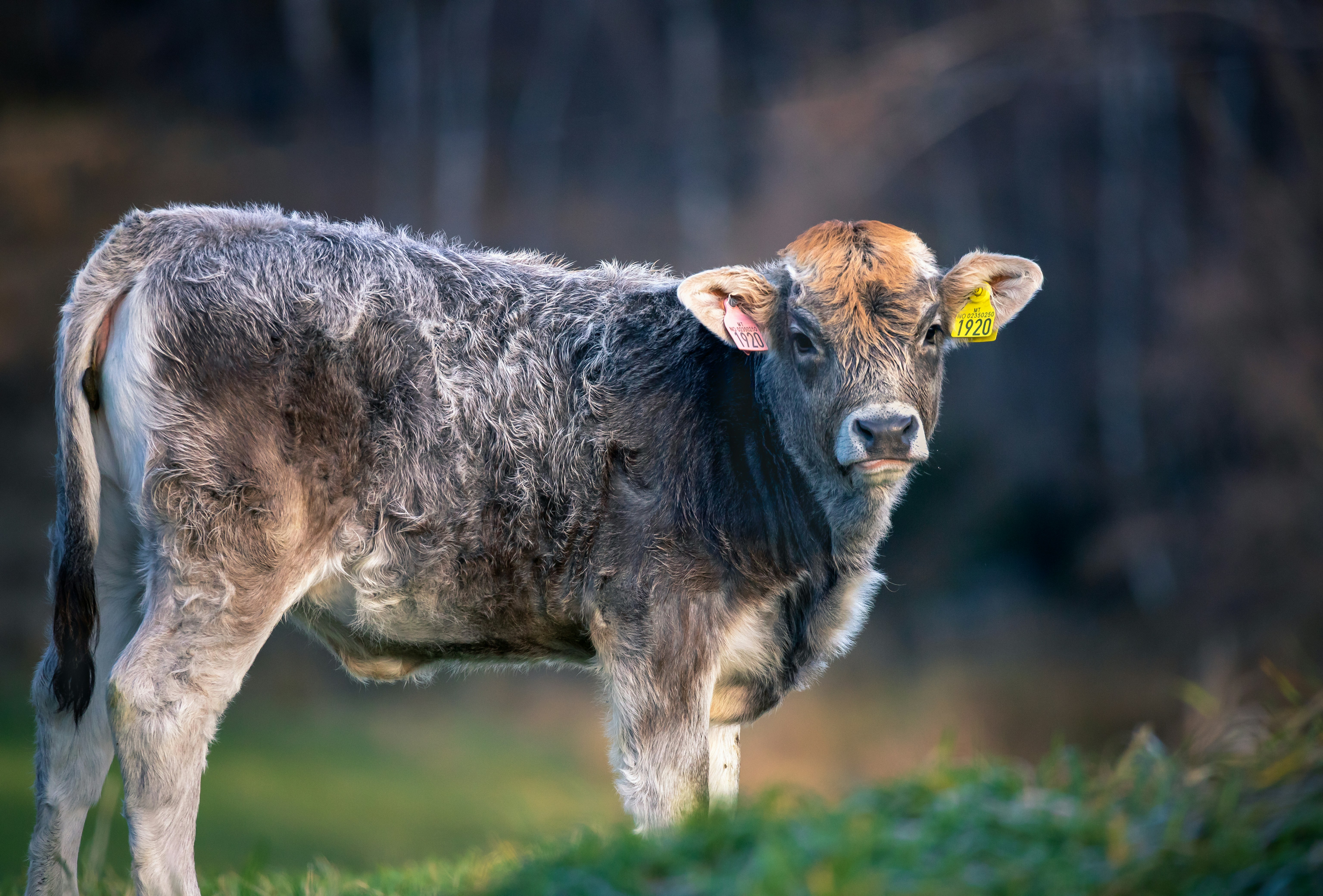 a brown and white cow standing on top of a lush green field