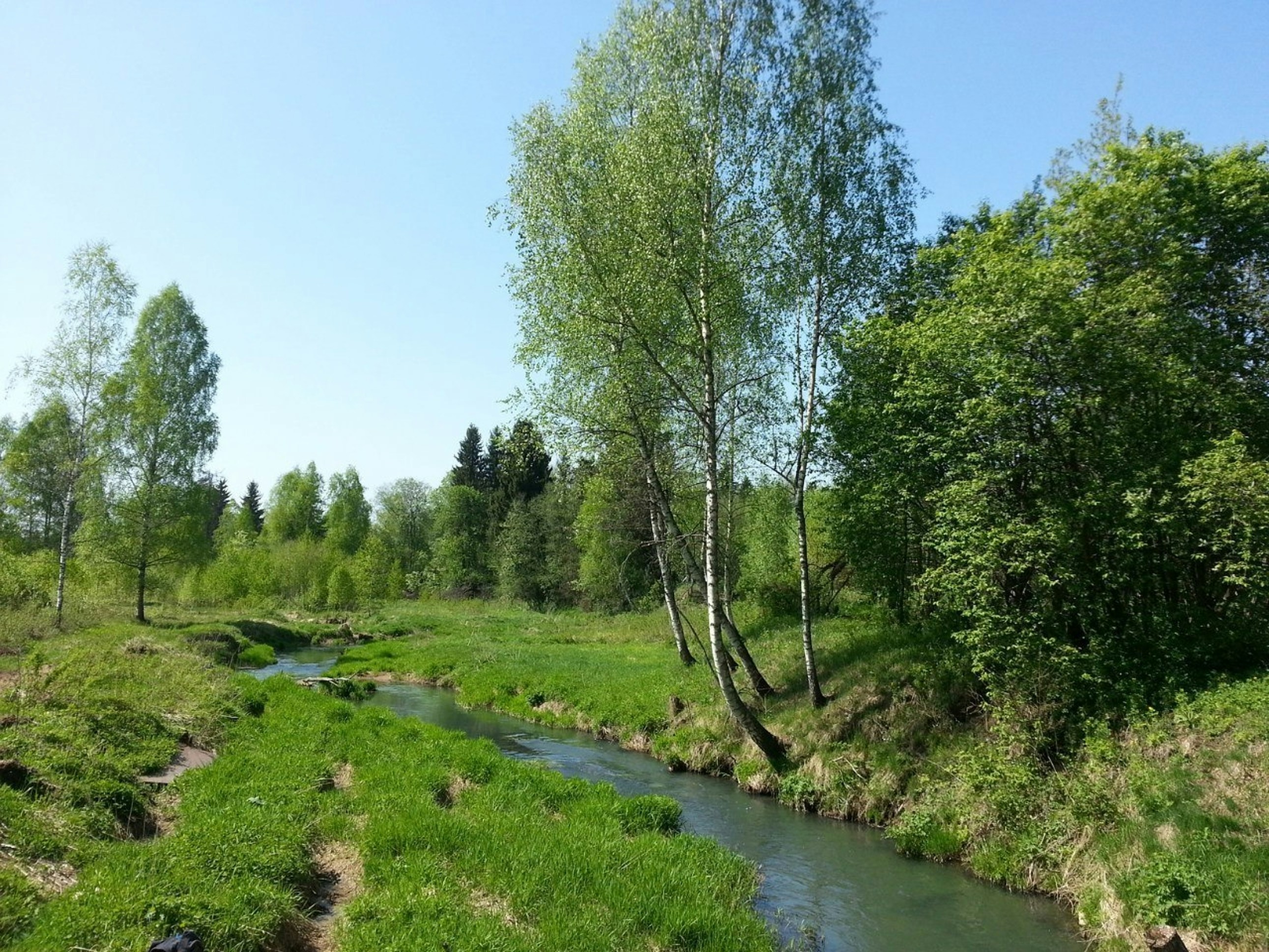 a stream running through a lush green forest
