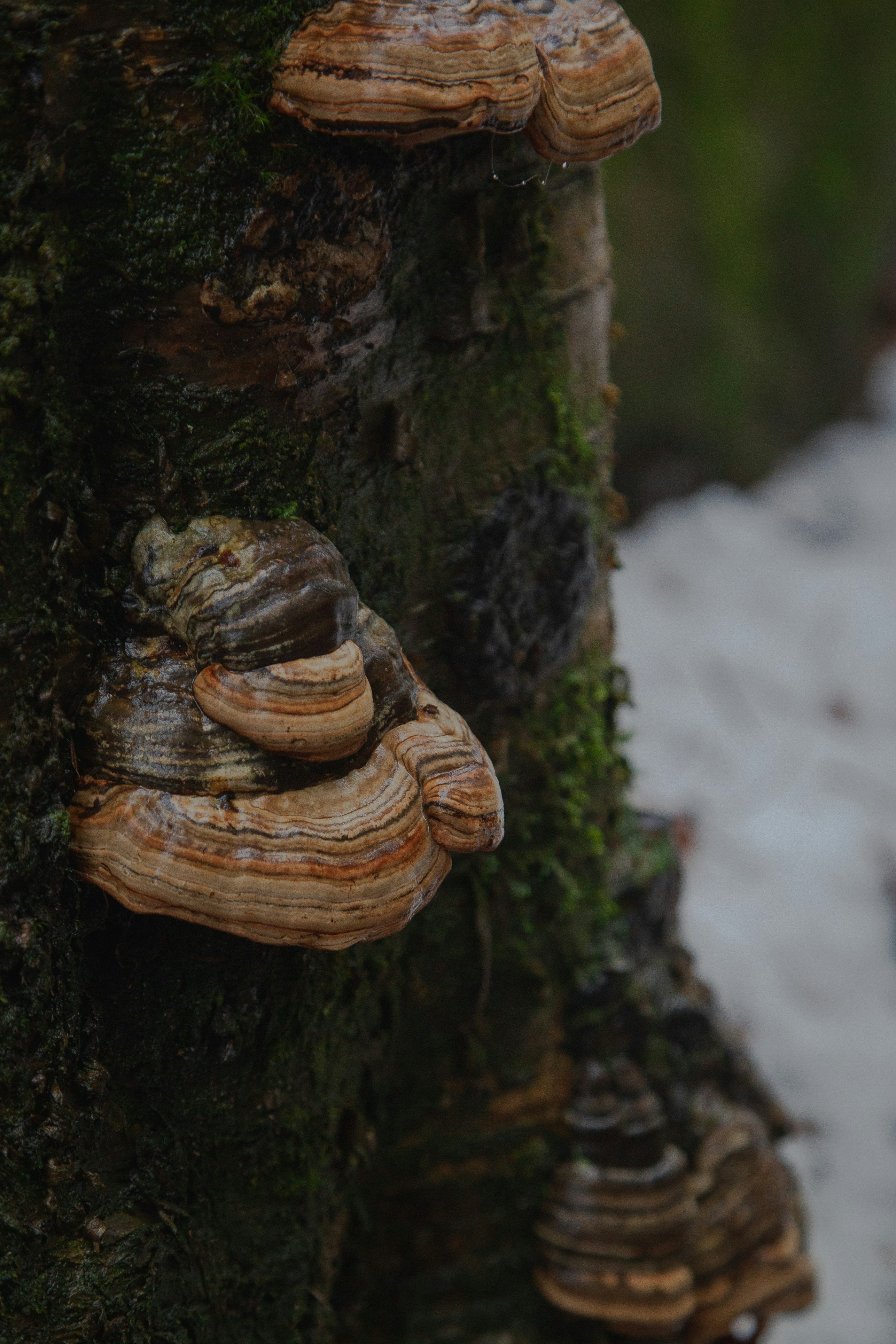 Photo by mountainbrookemedia