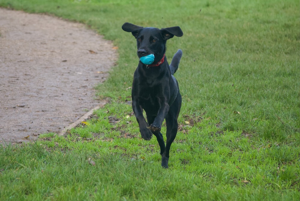a black dog running with a ball in its mouth