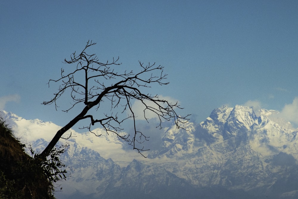 a tree with no leaves in front of a mountain range