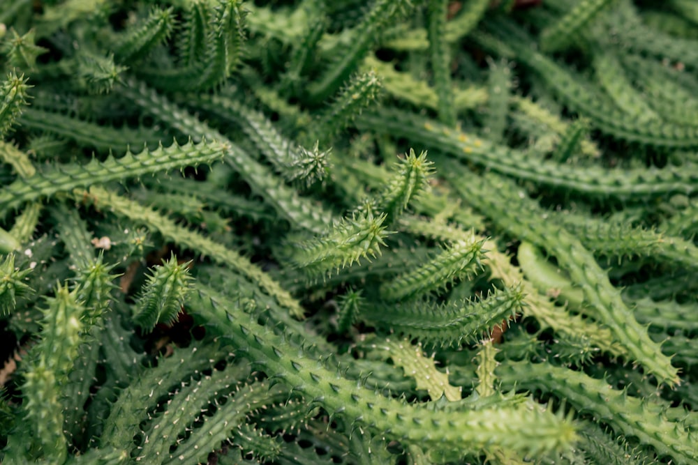 Un primo piano di una pianta verde con molte foglie