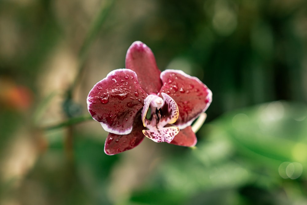 a close up of a flower with water droplets on it