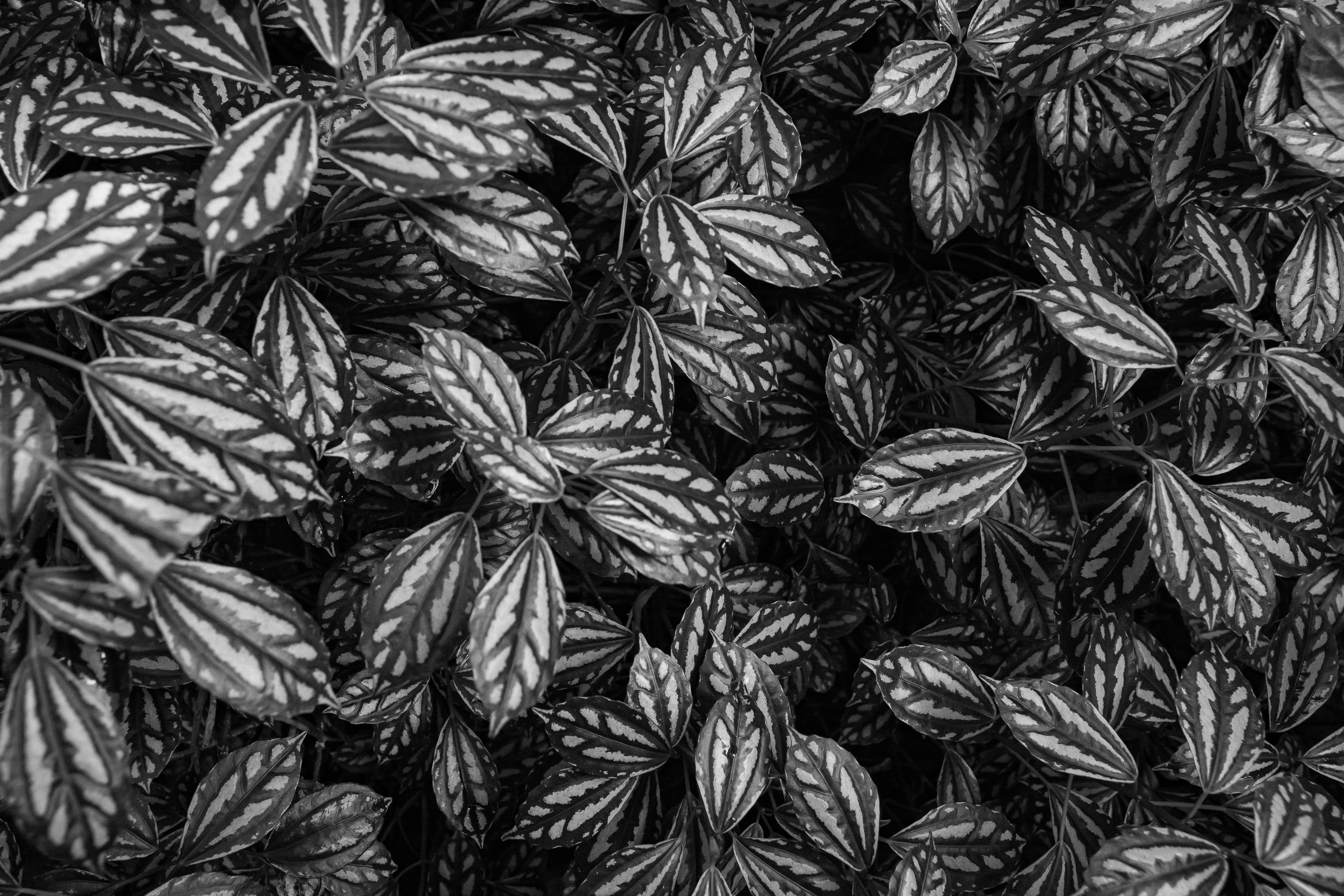 Une photo en noir et blanc d’un bouquet de feuilles