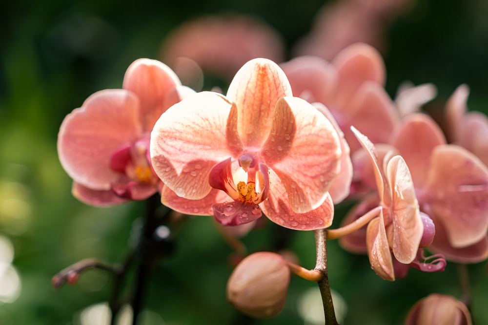 a close up of a pink flower on a plant