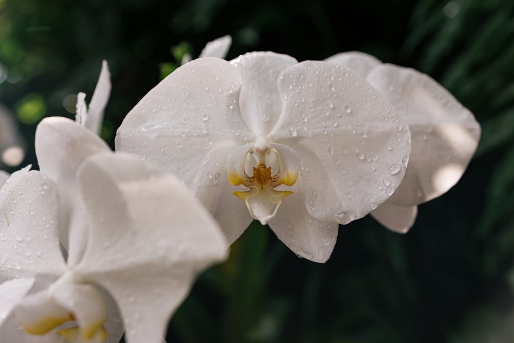 two white flowers with water droplets on them