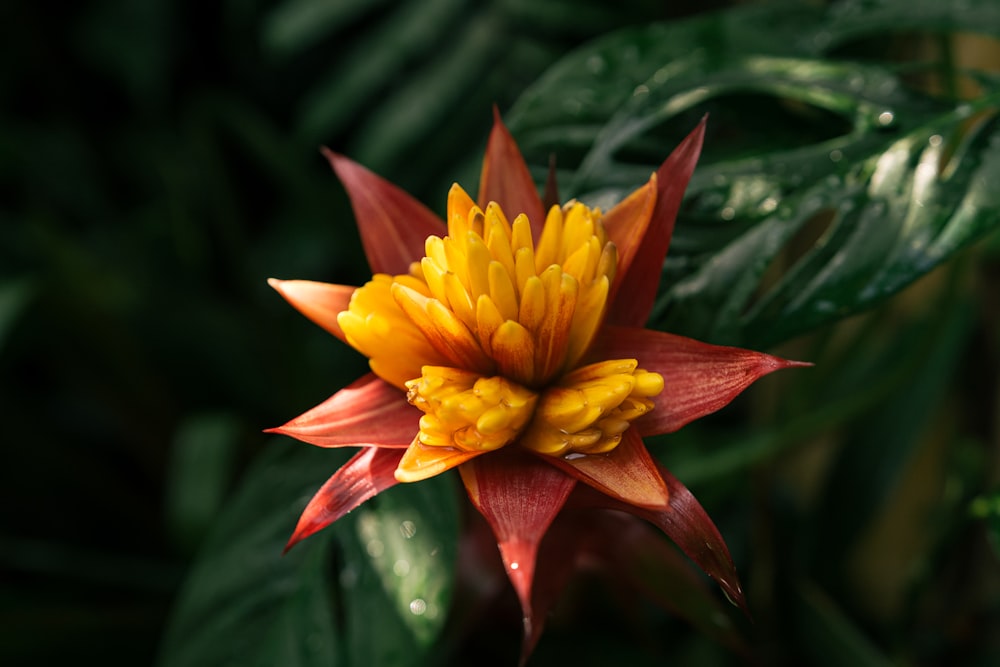 a yellow and red flower with green leaves in the background