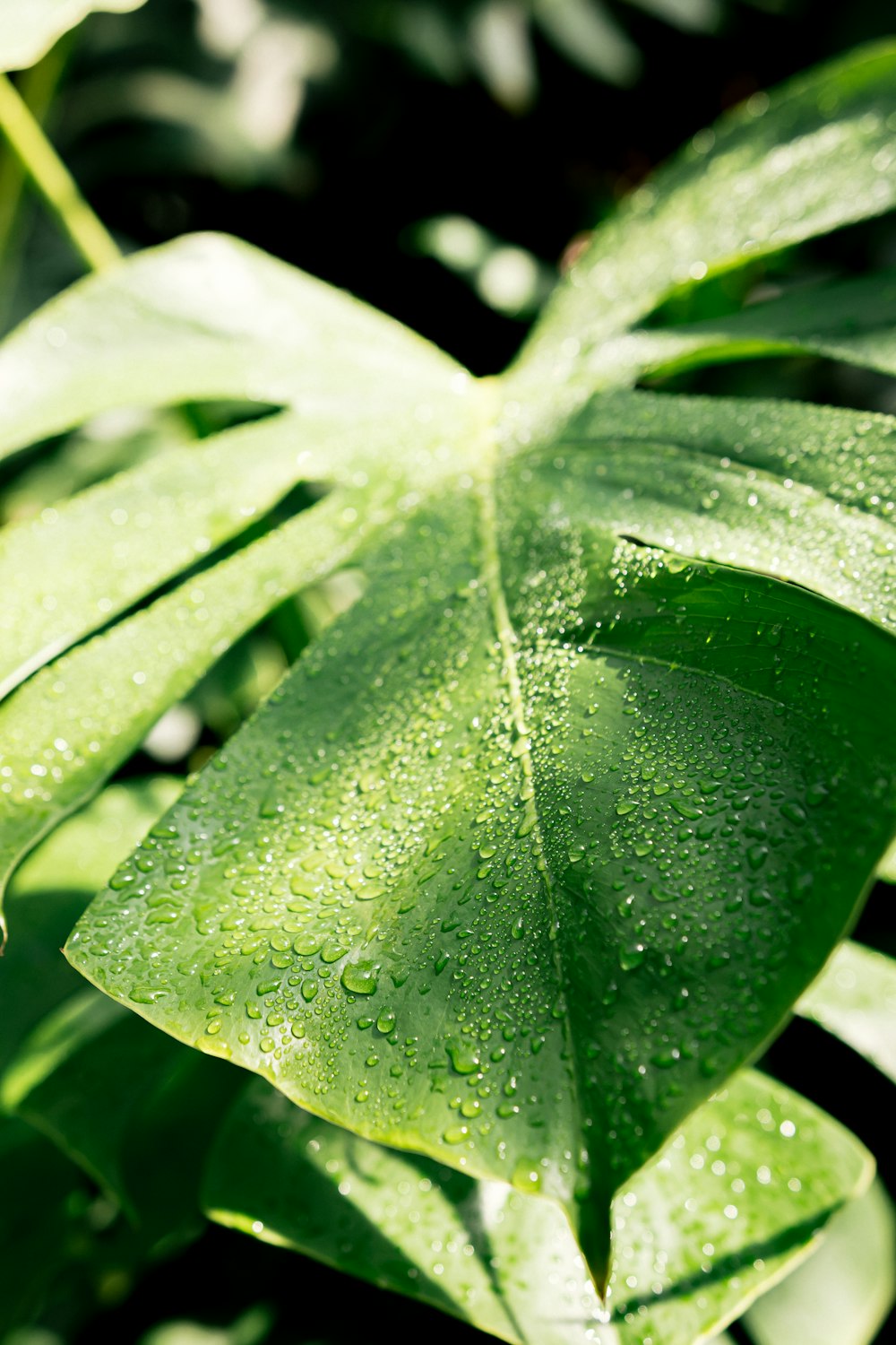 a green leaf with water droplets on it