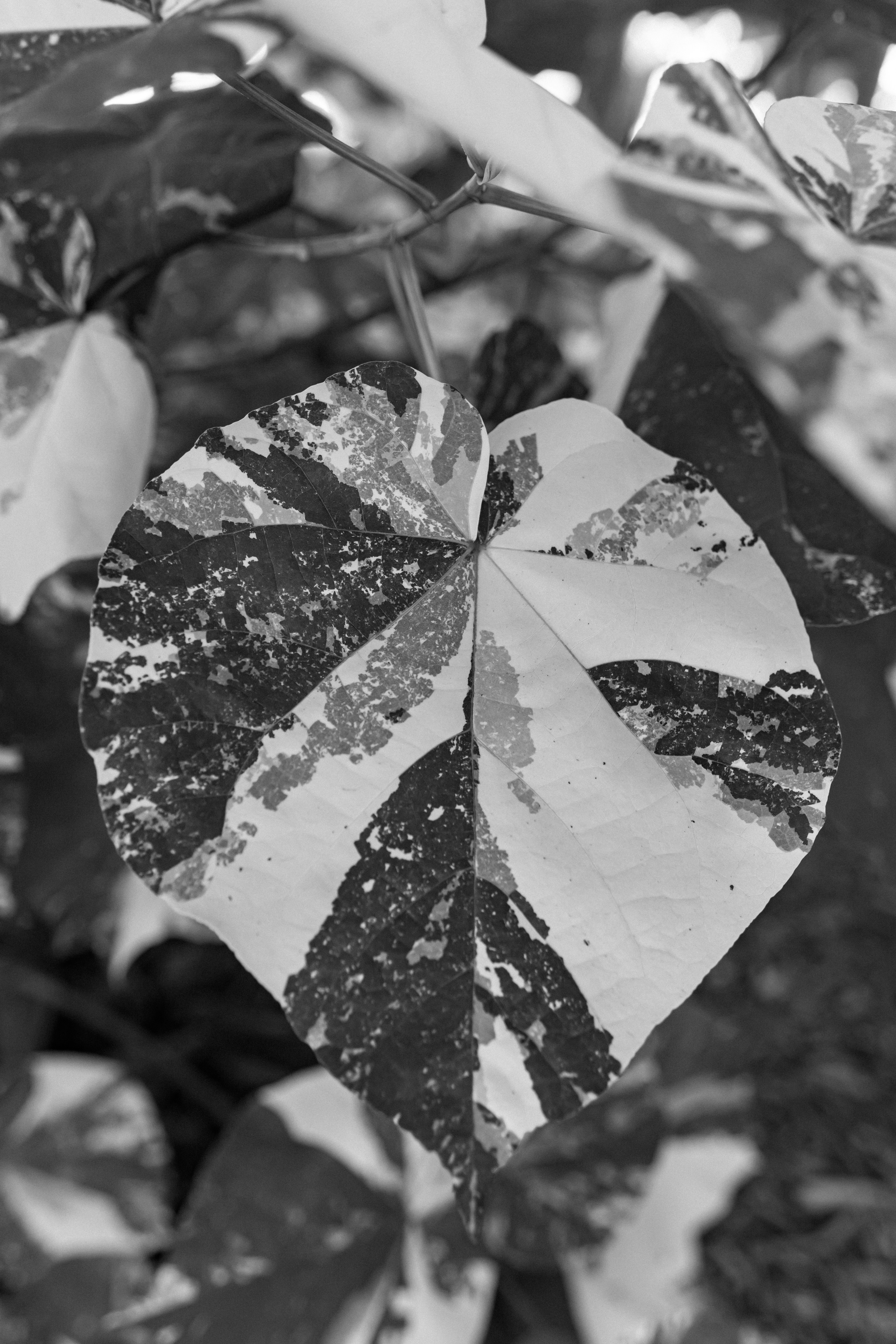 une photo en noir et blanc d’une feuille