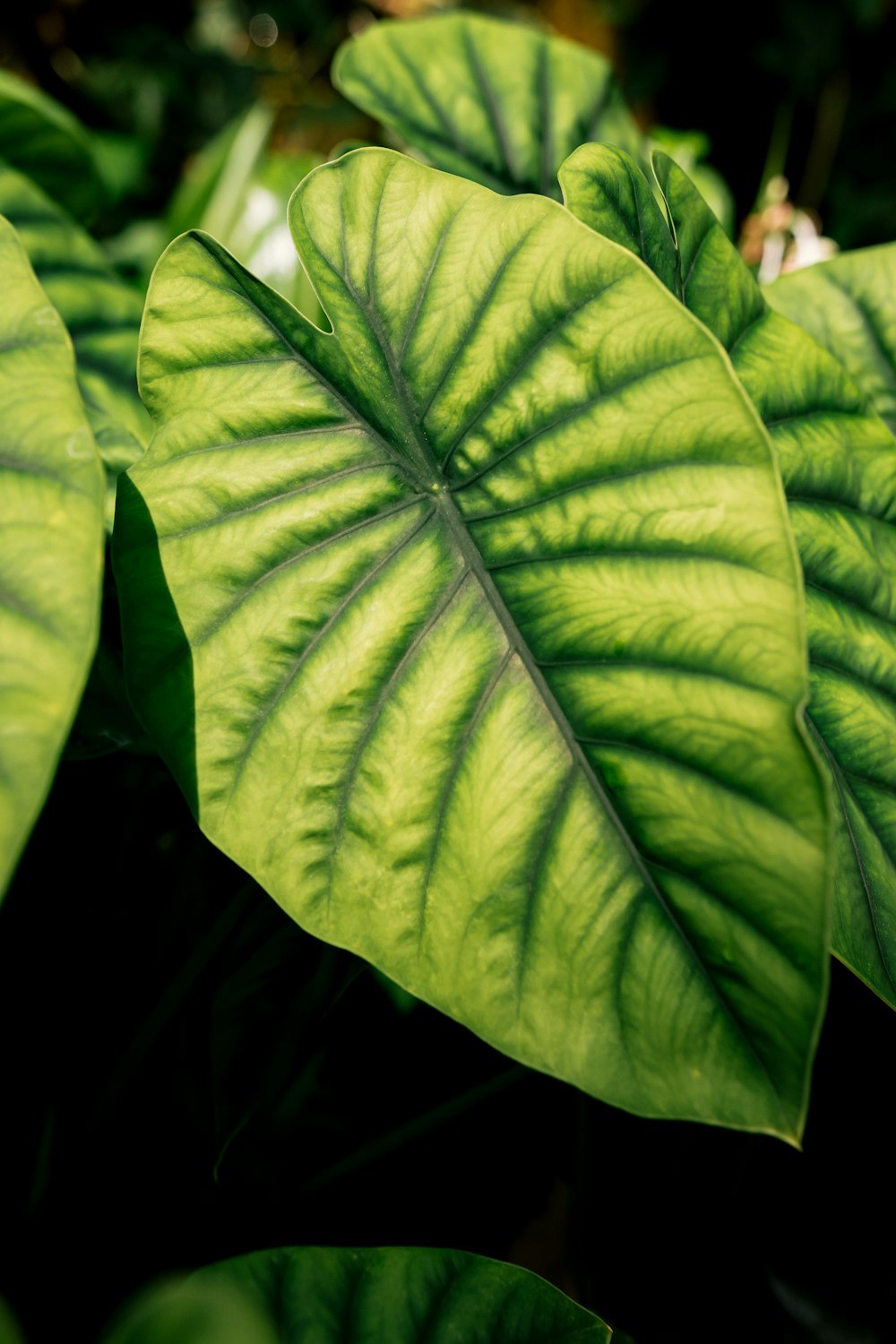 a close up of a large green leaf