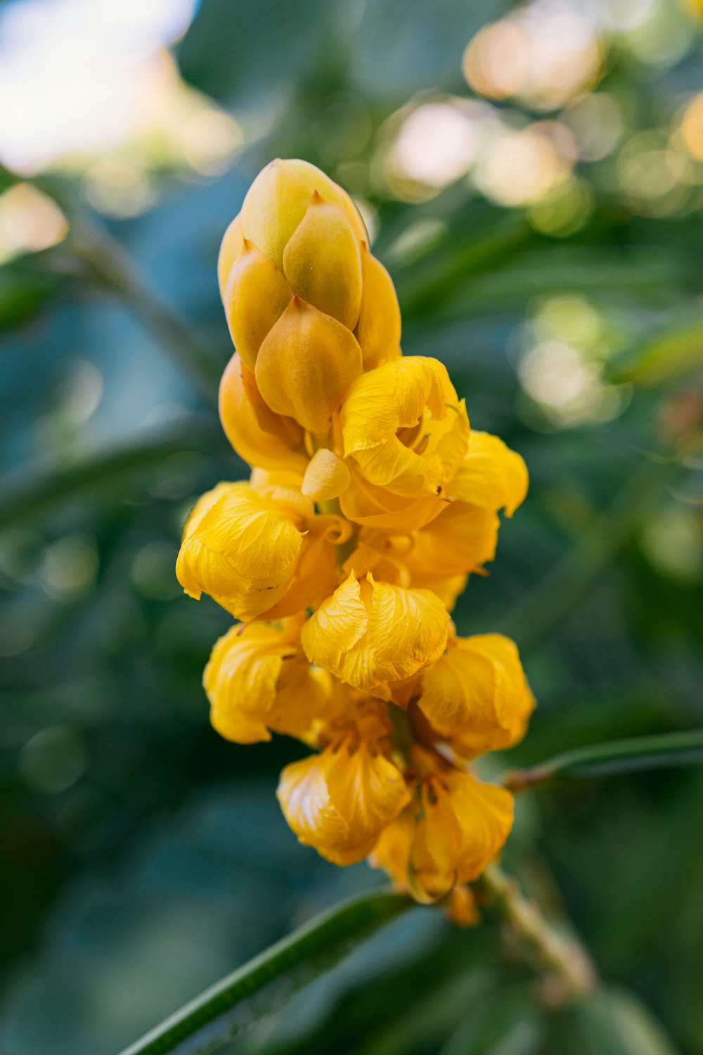 a close up of a yellow flower on a plant