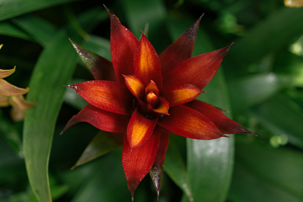 a close up of a red and yellow flower