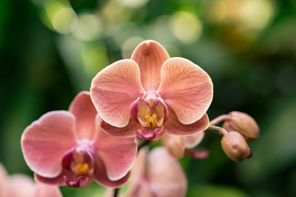 a close up of a pink flower with a blurry background