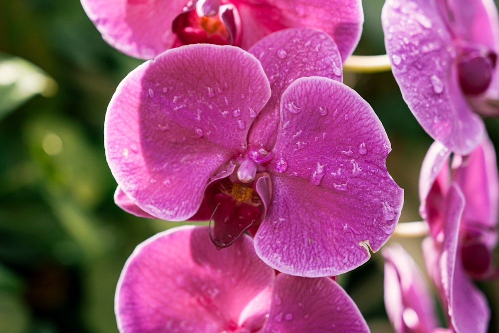 a close up of a pink flower with drops of water on it