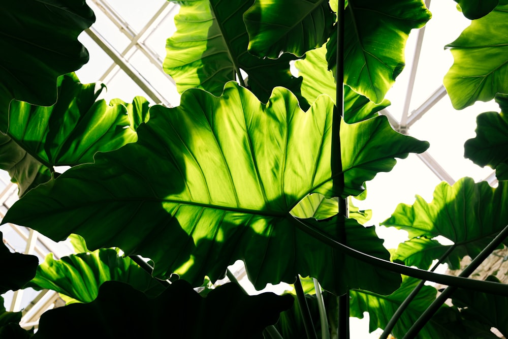 a large green leafy plant in a greenhouse