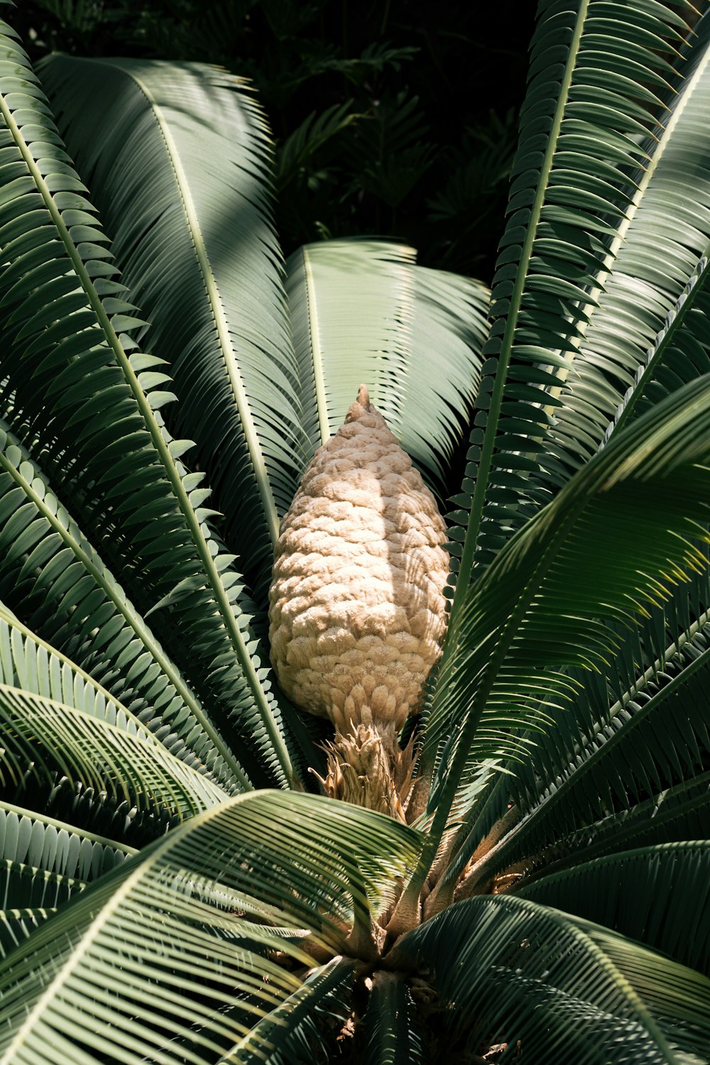 a close up of a large green plant with lots of leaves