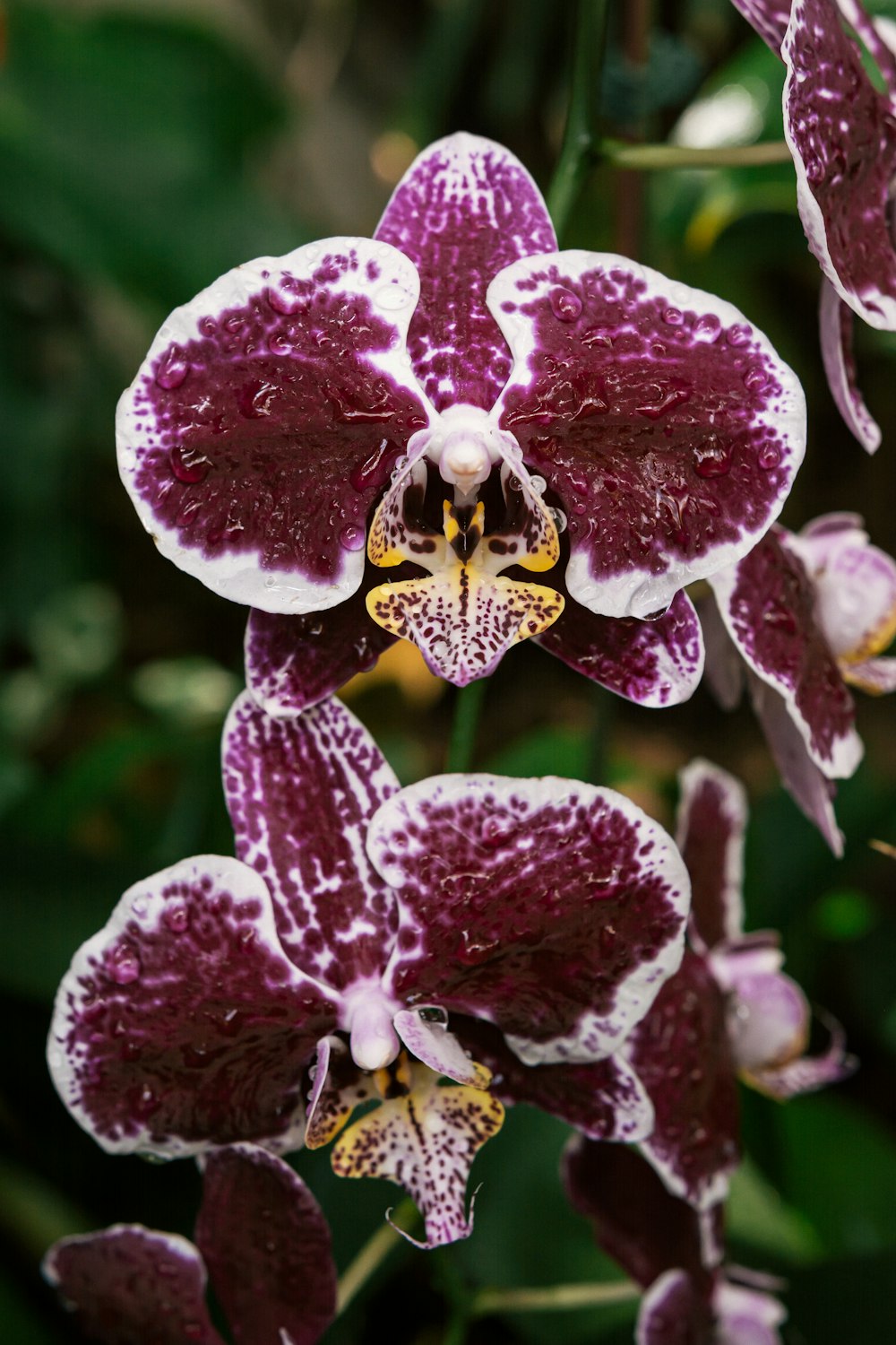 a close up of a purple and white flower