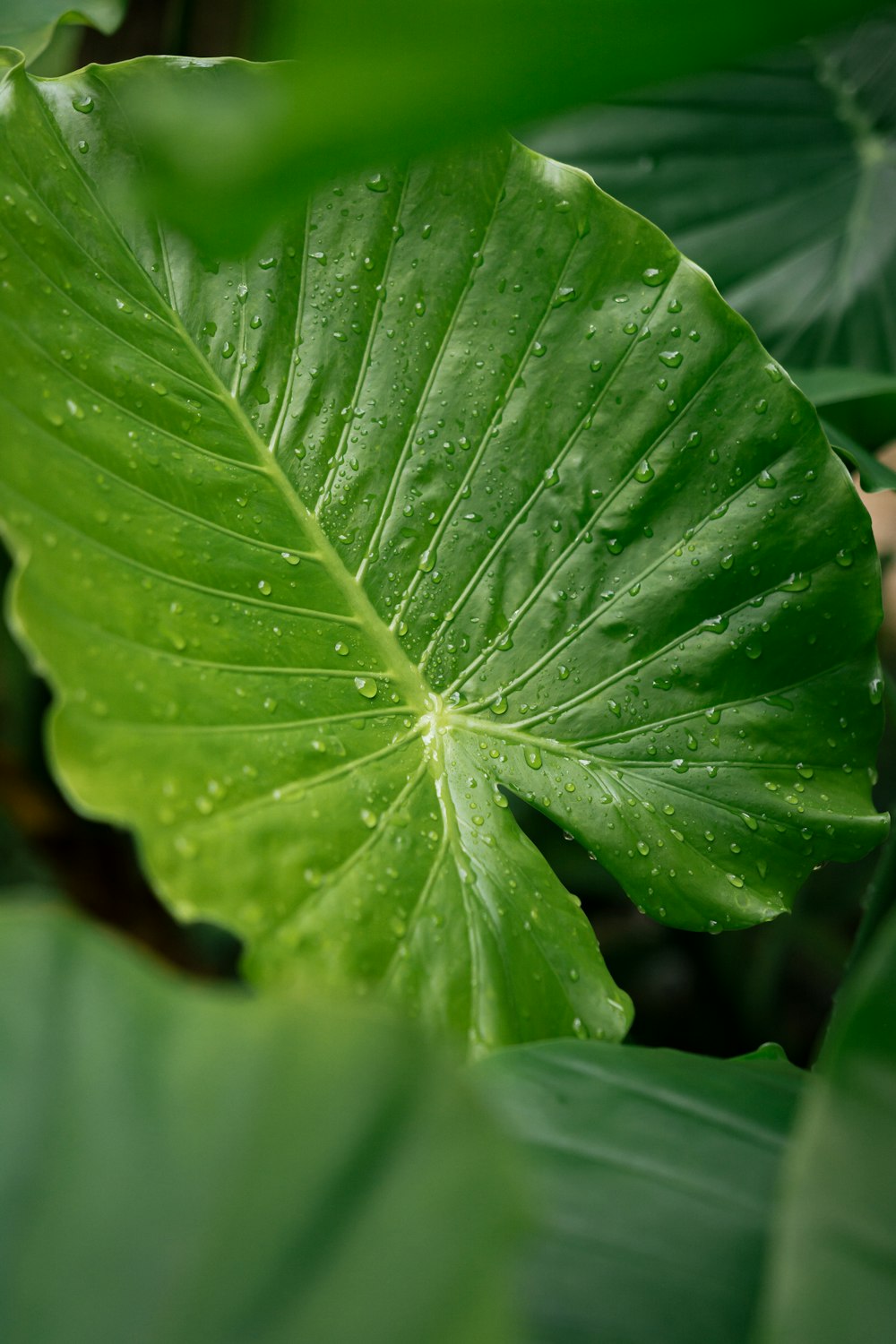 a green leaf with drops of water on it