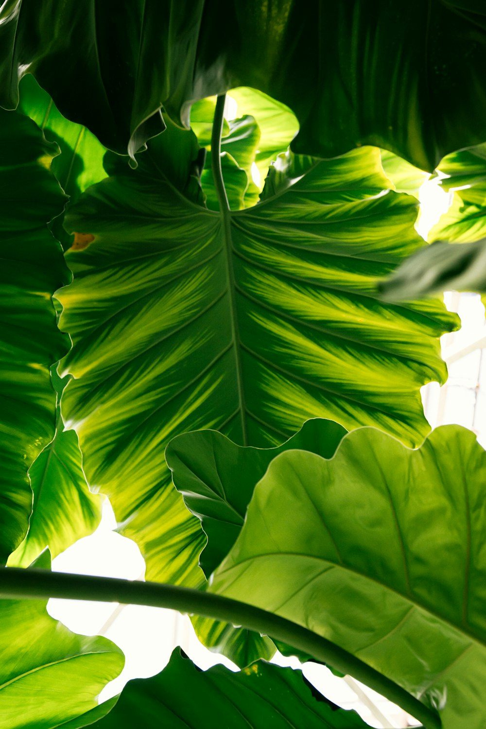 a close up of a large green leafy plant