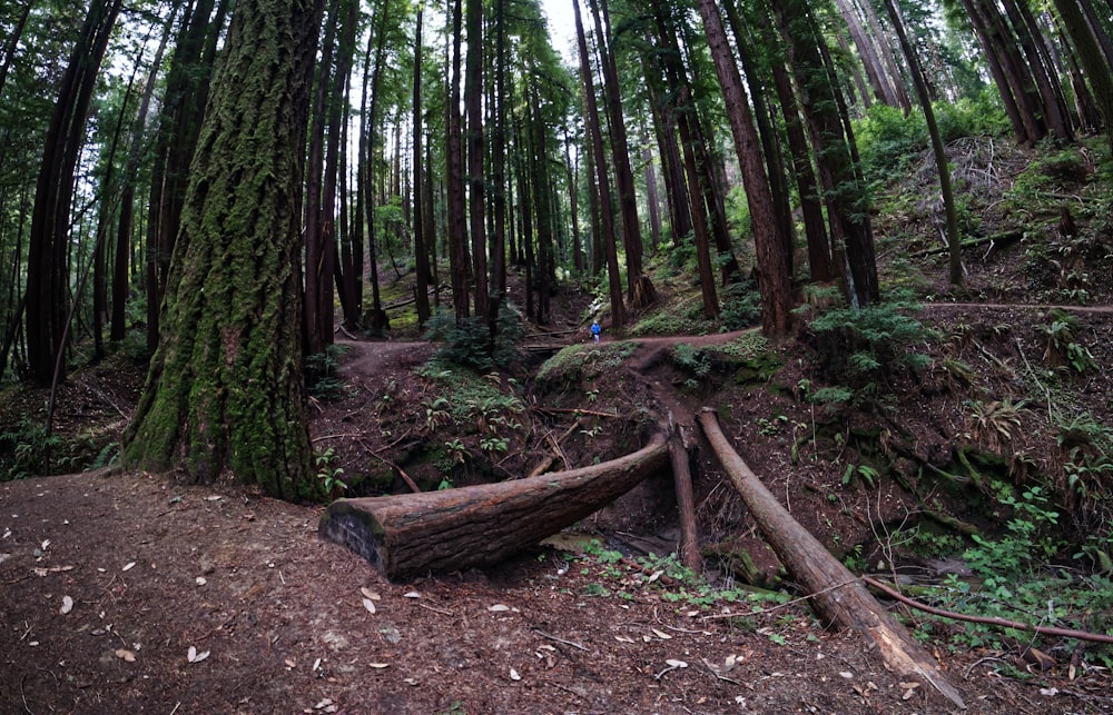 a person riding a bike on a trail through a forest