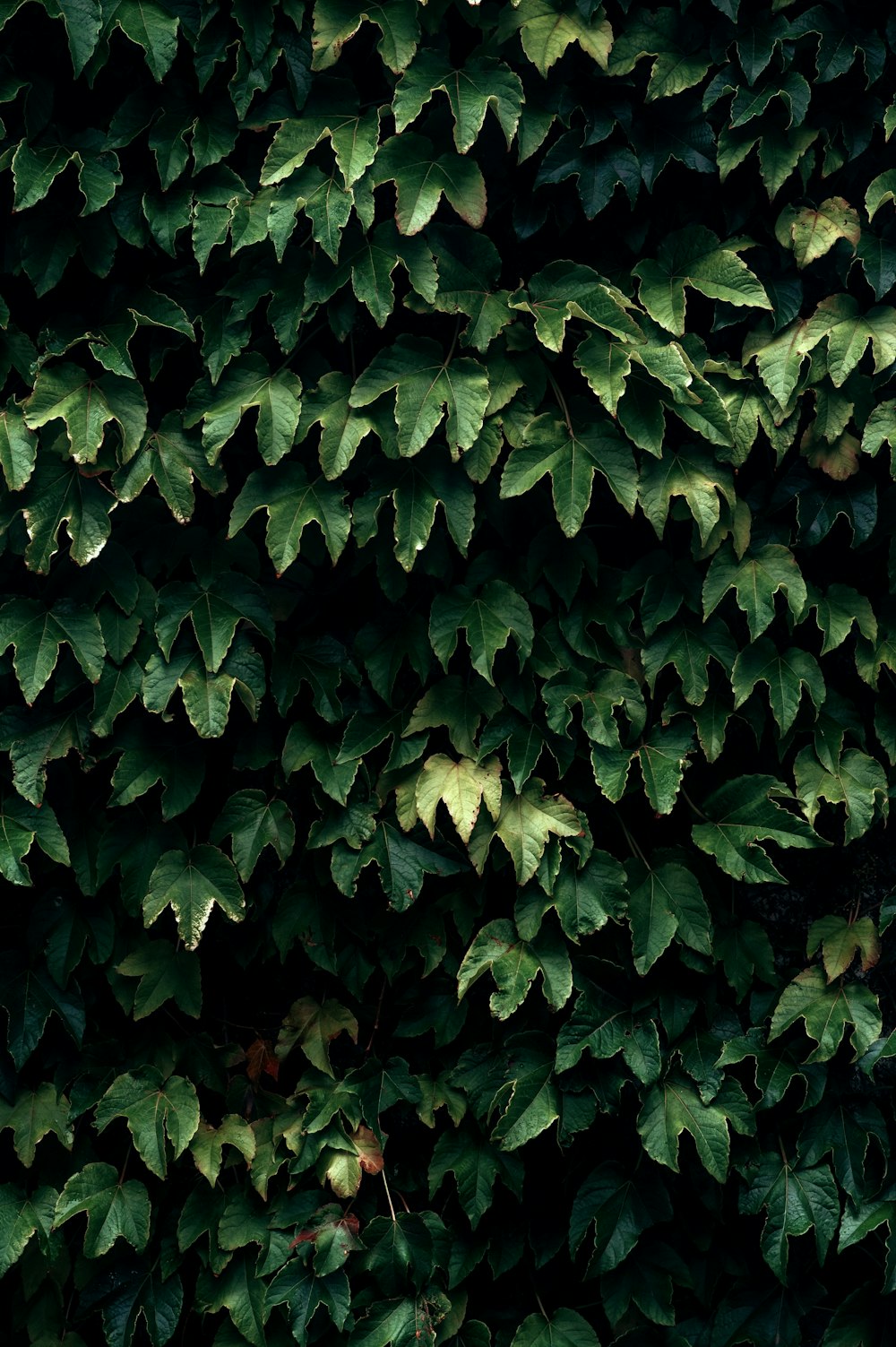 a close up of a plant with green leaves